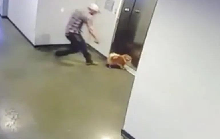 Dwergkeeshond komt goed weg dankzij held zonder cape 