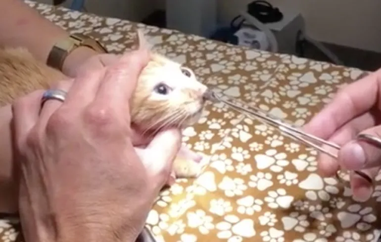 Kat heeft last van flinke parasiet