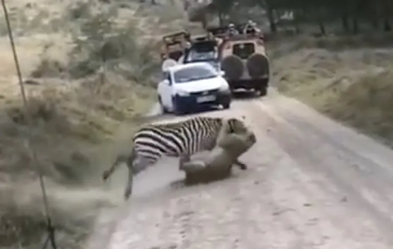 Zebra zegt niet vandaag tegen leeuwin