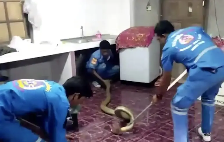 4 meter aan dodelijke King Cobra even uit keuken laten vissen
