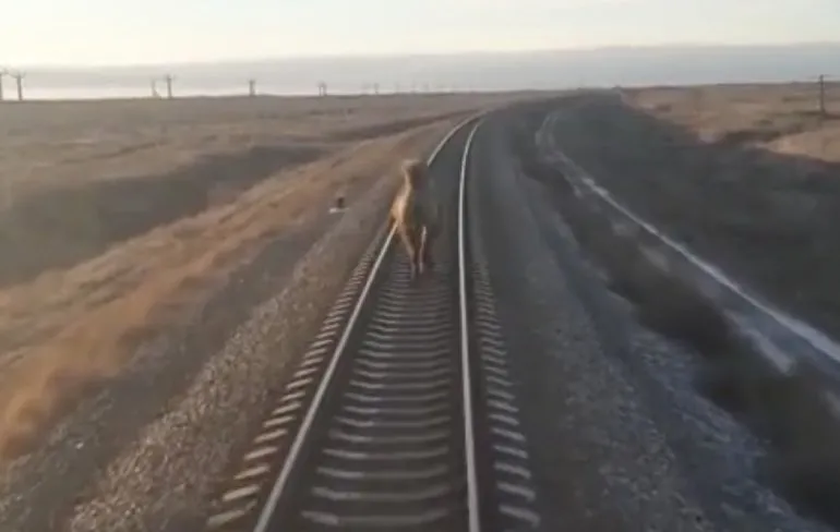 Kameel denkt dat hij een locomotief is