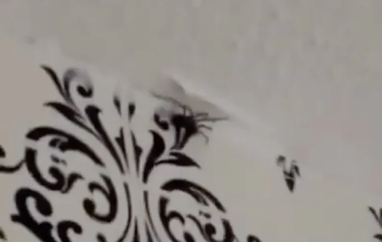 Frenchy Morgan wil zich laten verbouwen tot Aziatische anime pop