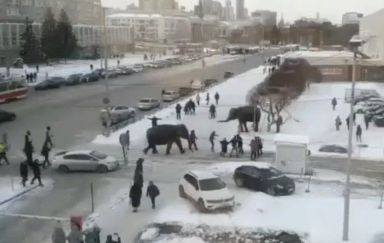 Olifanten ontsnapt uit circus in Jekaterinenburg