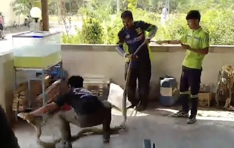 4 meter aan dodelijke King Cobra moest even gevangen worden in Thailand