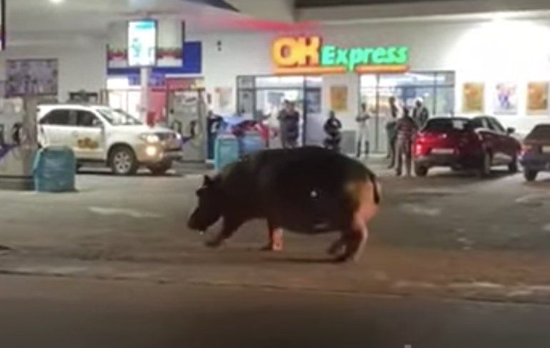Nijlpaard komt even voorbij benzinestation waggelen
