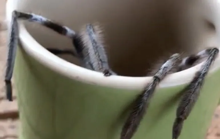  Huntsman spin niet zo heel goed in verstoppertje spelen