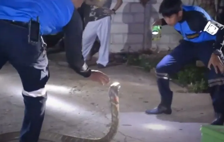 King Cobra bij de nek pakken in Trang