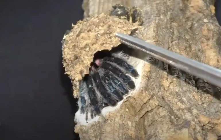 Ook achtpotige nope blijft lekker binnen met de kindertjes