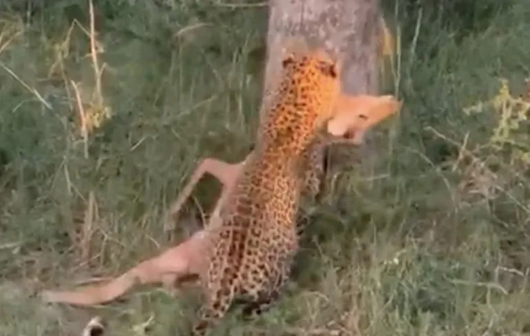 Jachtluipaard zoekt het hogerop voor rustige maaltijd