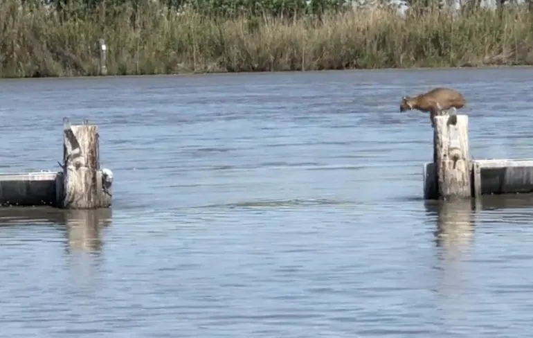 Bobcat laat zien dat hij ook wel wat in huis heeft