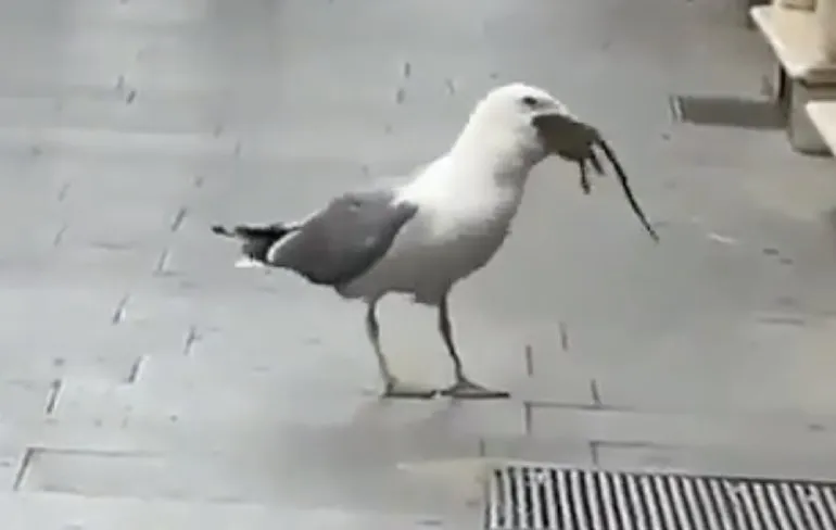 Hoe een meeuw een rat opvreet