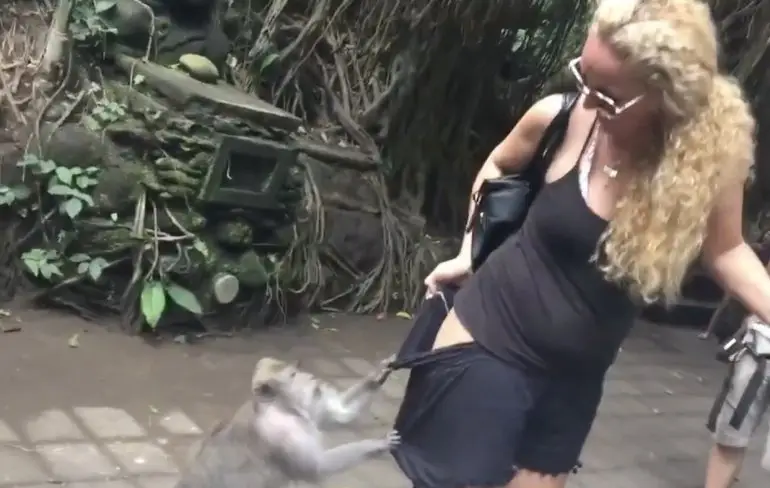 Cheeky monkey wil even kijkje nemen bij dame