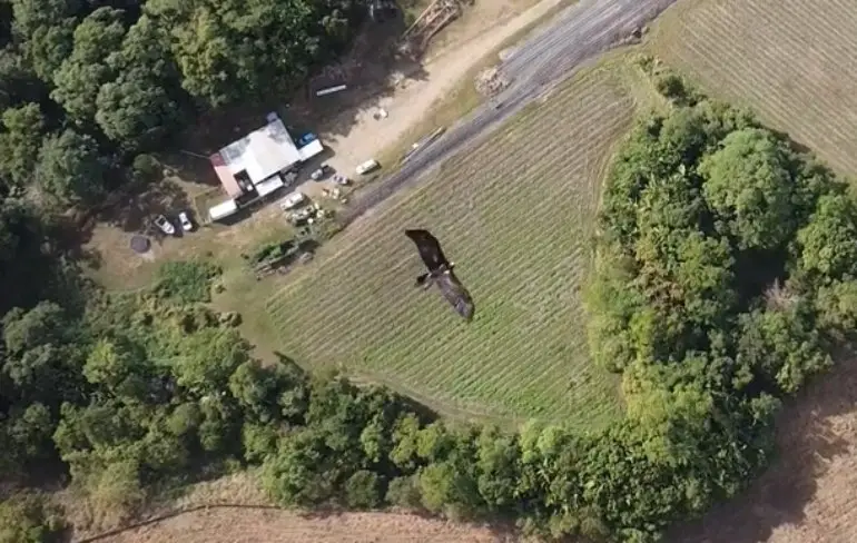 Australische adelaar moet niets van drone hebben