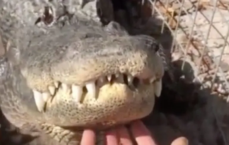 Onderschat bokser in rolstoel maar niet