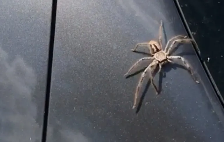 Hele stevige spin op de auto, maar in Australië lost dat zichzelf wel op