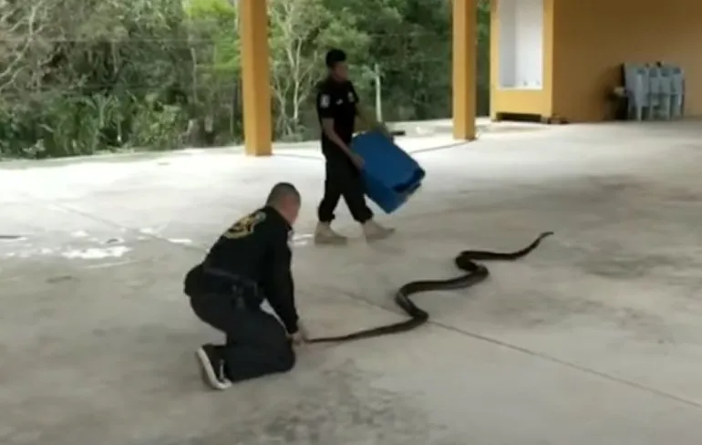 4 meter lange King Cobra is nog best een spannende onderneming