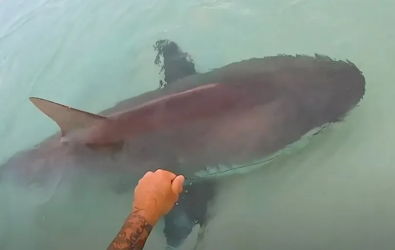 Brett sloeg een 3 meter lange Bull Shark aan de haak