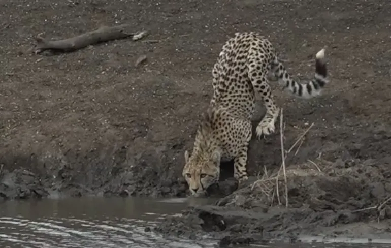 Hoe een krokodil een jachtluipaard te pakken neemt