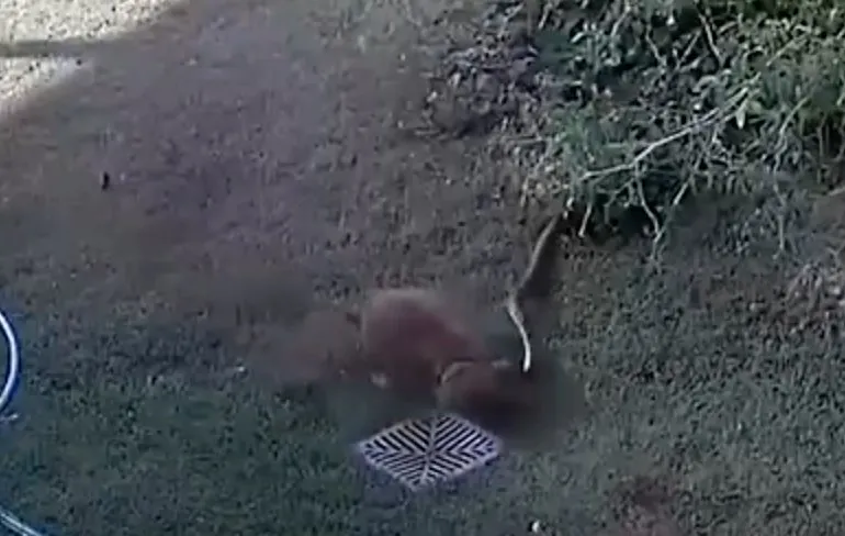 Puppy Jasper was er bijna geweest na aanval van python