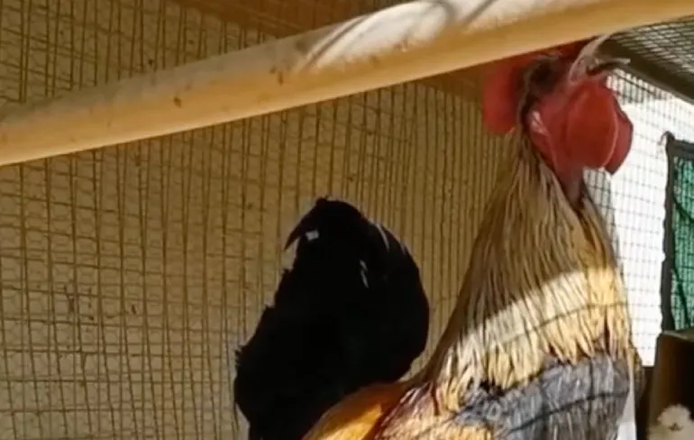 Haan heeft een burn-out