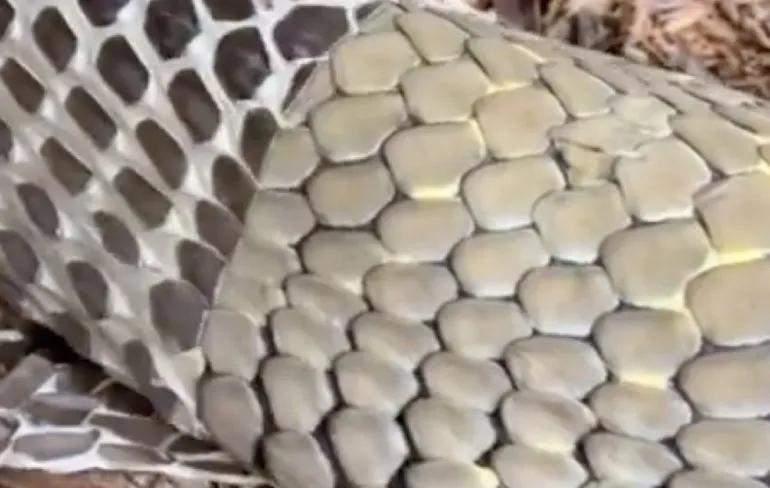 Slang die uit oude huid kruipt levert bevredigend beeld op