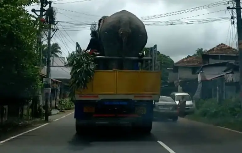 Soms moet er in India een olifant vervoert worden