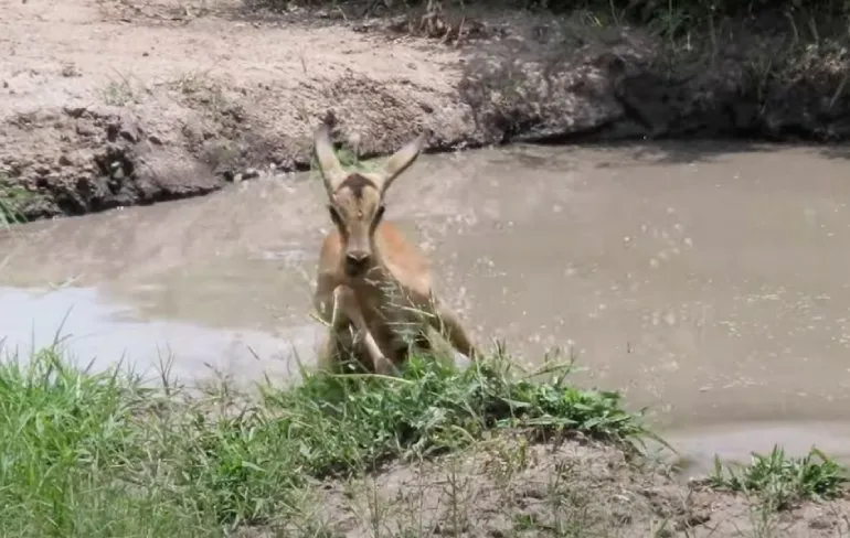 Impala ontsnapt aan krokodil en dan toch aan de beurt bij luipaard