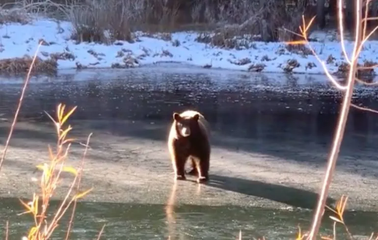 Beer bij Lake Tahoe doet Nederlandse schaatsers na