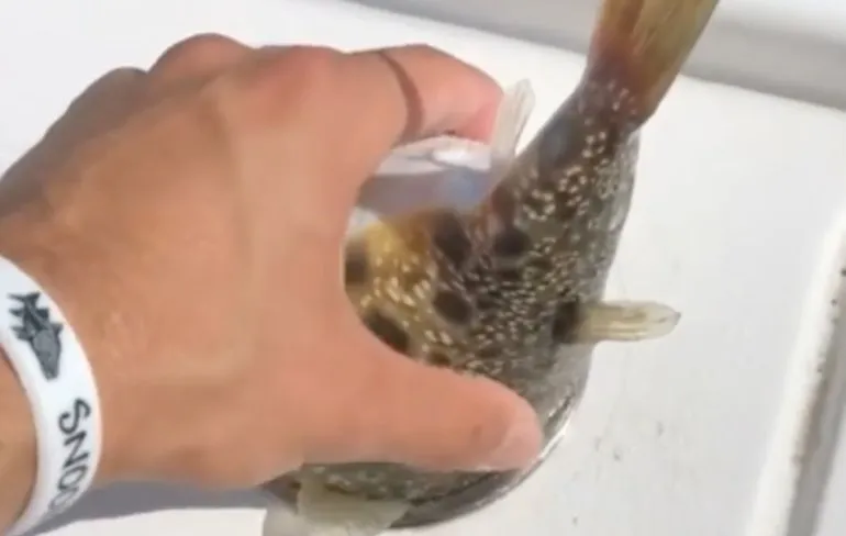 Kogelvis zit ramvast in bekerhouder van boot