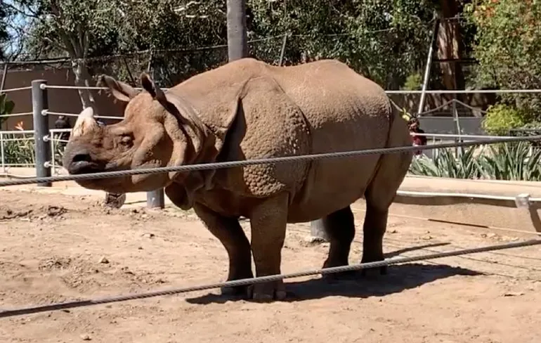 Neushoorn in San Diego Zoo had een lekkere droom zo te zien