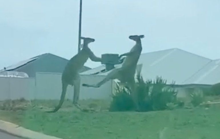 Knokkende kangoeroes laten er geen gras over groeien