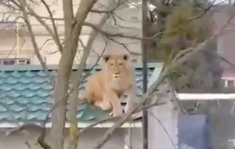 Inwoner van voorstadje van Moskou ontdekt zonnende leeuwin op een dak