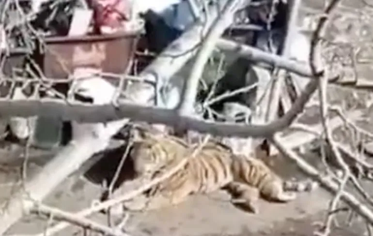 Tijger bij de vuilnisbakken in Russische woonwijk