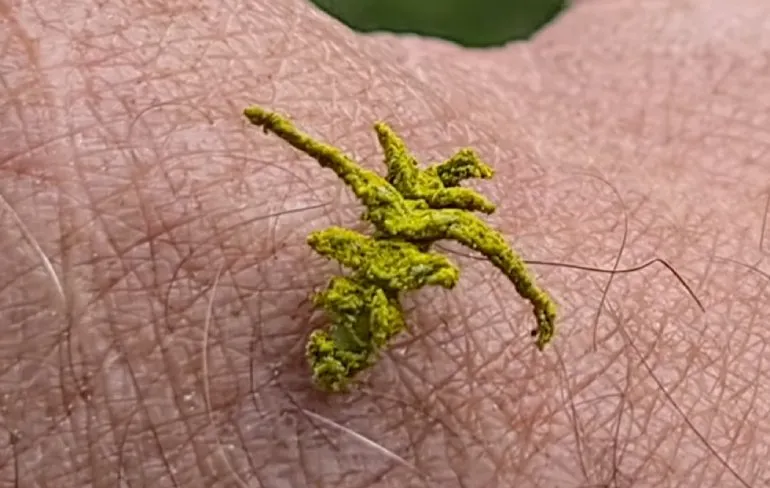 Eucyclodes Caterpillar is zo goed als onvindbaar in de Australische natuur