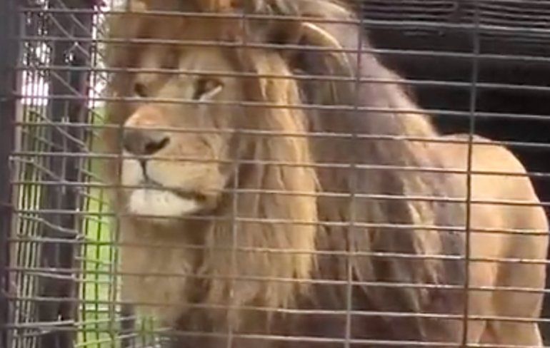Leeuw is aanstellerige dierentuinbezoekers even helemaal zat