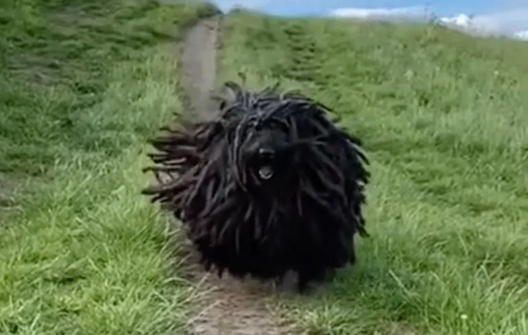 Deze honden zouden allemaal Ruud Gullit moeten heten