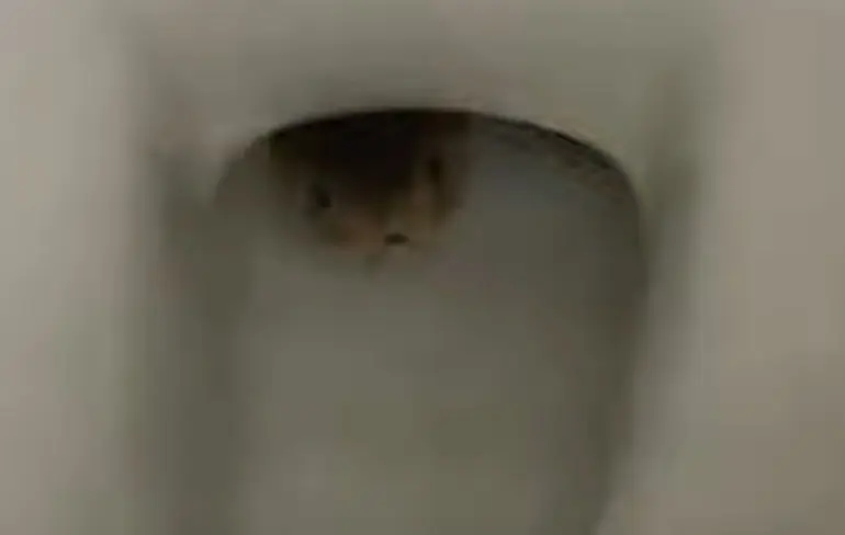 Nachtmerrie materiaal in een Cambodjaanse toiletpot