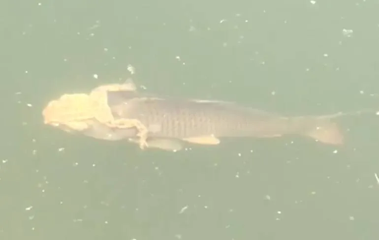 Kikker heeft er allemaal geen kracht meer voor