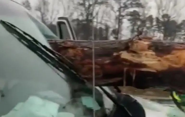 Deze twee hadden bijna stukje hout tussen hun tanden zitten