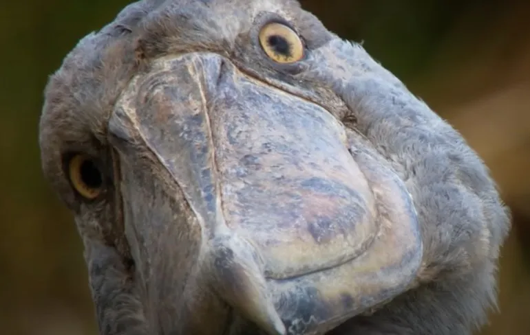 Schoenbekooievaar is een indrukwekkende verschijning