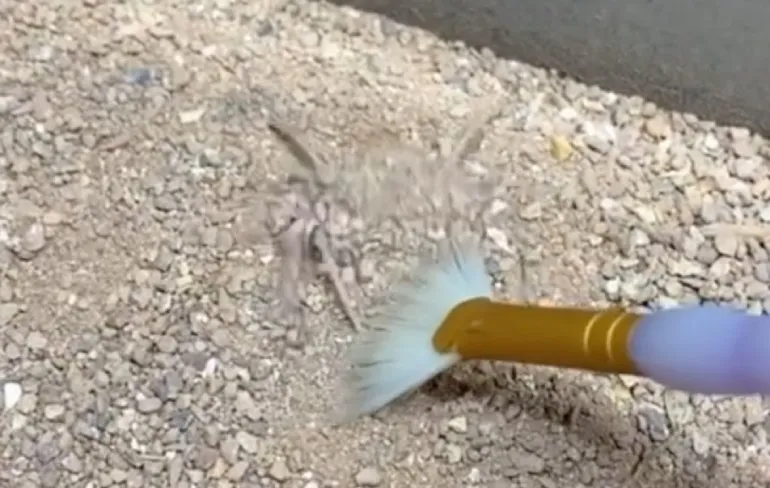 Zesogige zandspin is wel nachtmerrie materiaal