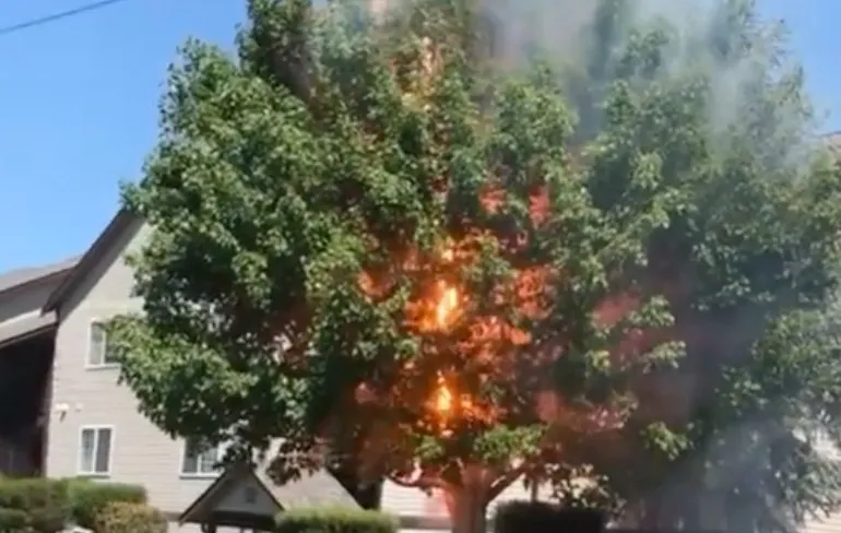 Bomen groeien soms de elektriciteitskabels in