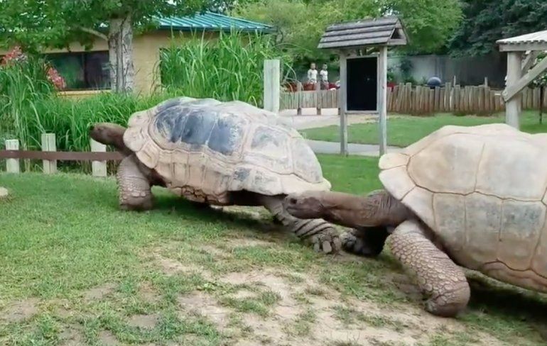Al zou je alleen maar gaan voor de Seychellenreuzenschildpadden