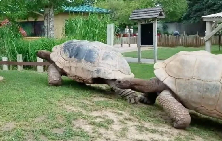 Al zou je alleen maar gaan voor de Seychellenreuzenschildpadden