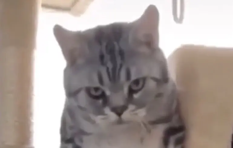 Kat kan even helemaal geen kant meer op