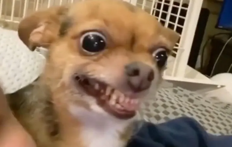 Kleine wil aandacht met grote niet delen