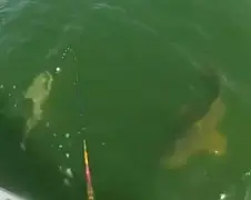 Grouper vreet gevangen haai op