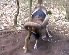 Jogger moet even een handje helpen