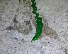 Ondertussen in Taiwan: WTF is dit voor beest dan?