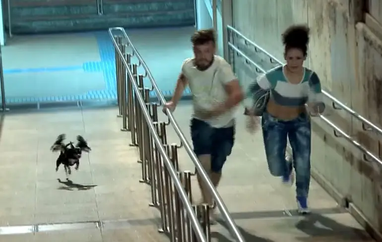 Prank laat volwassenen rennen voor mini Cerberus